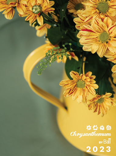 Catálogo Crisantemos