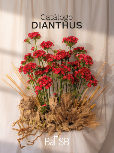 Catalogo Dianthus