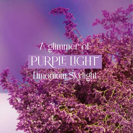 A Glimpse of Purple Light