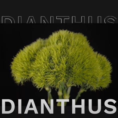 Dianthus Breeding Story