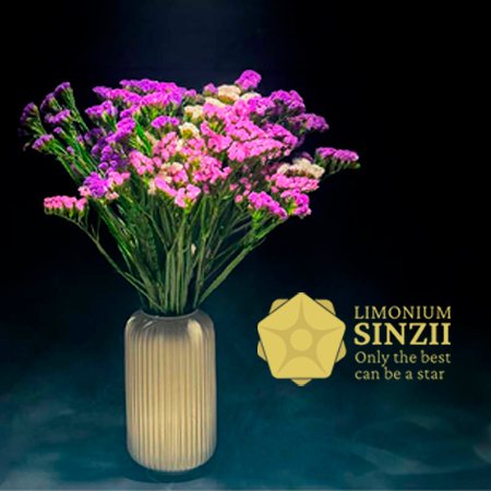 Limonium Sinzii. Only the best can be a star