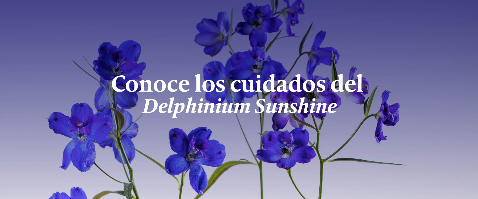 ¡No las podes! ¿Qué sabes sobre los cuidados de los Delphinium Sunshine?