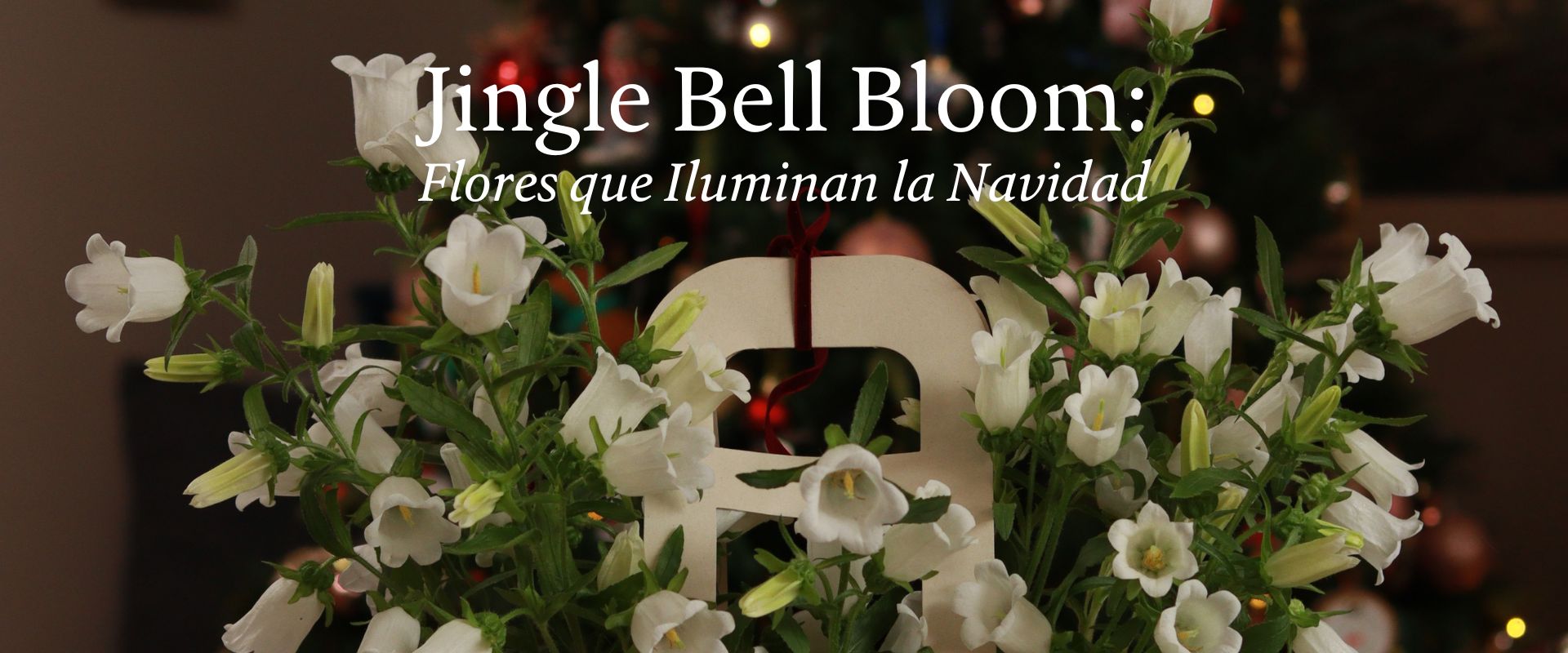 Jingle Bell Bloom: Flores que Iluminan la Navidad