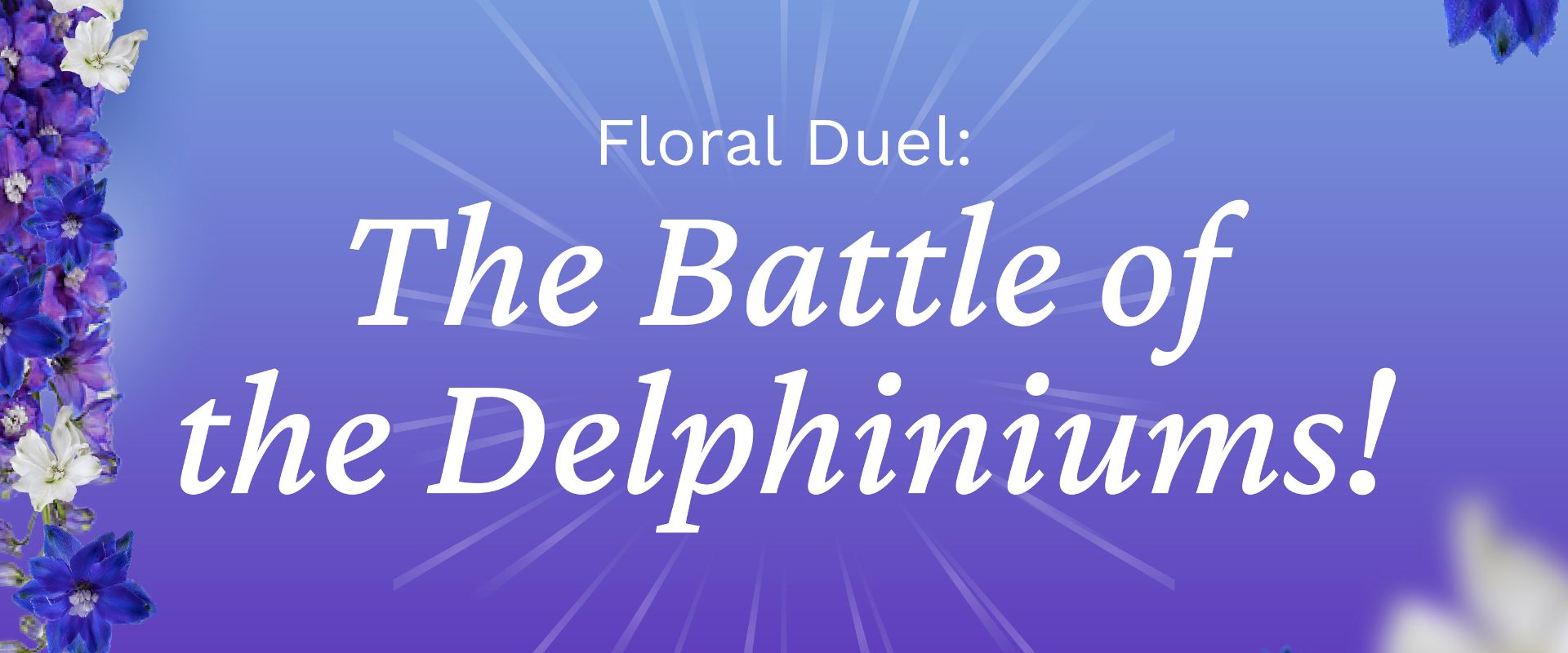 Floral Duel: The Battle of the Delphiniums!