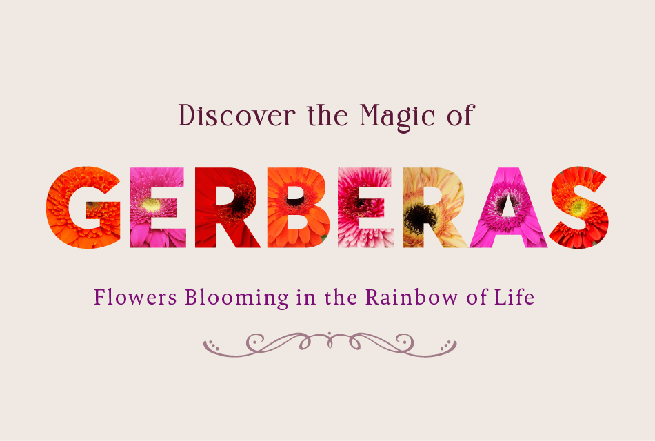 Discover the Magic of Gerberas.  Flowers that bloom in the Rainbow of Life.