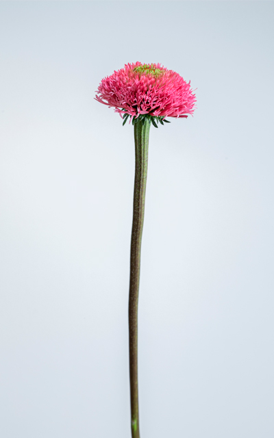 Bubble Gum Complete stem