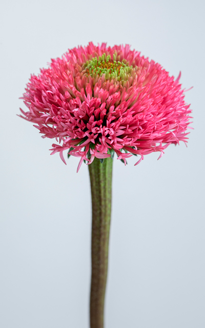 Bubble Gum Mid stem