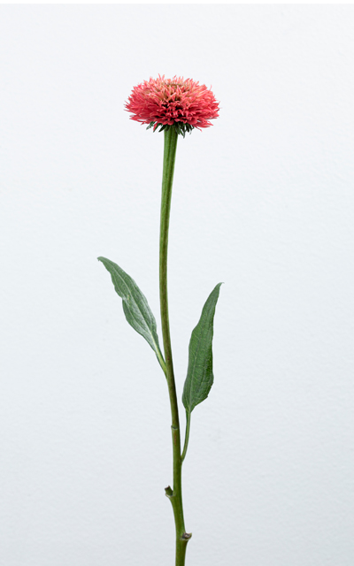 Cranberry  Complete stem