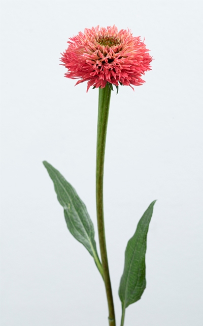 Cranberry mid stem