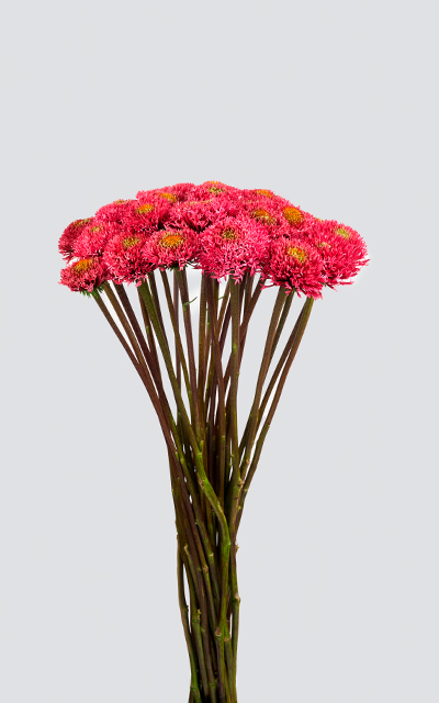 Bubble Gum bouquet
