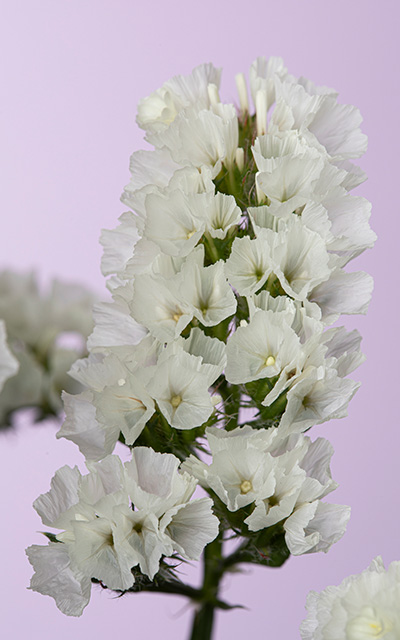 Meadow White Gelato Close Up