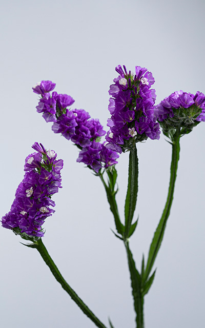 Meadow Kamui Violet