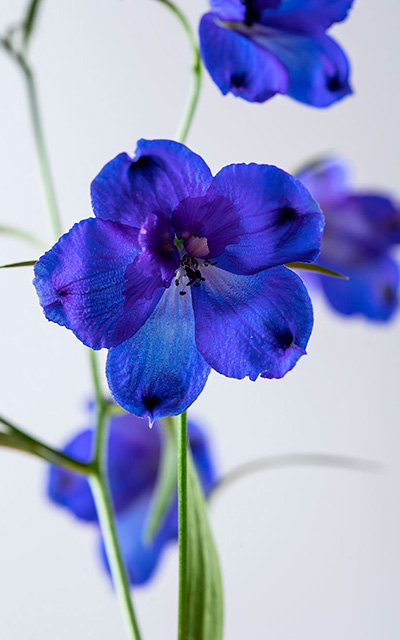 Delphinium Sunshine 3