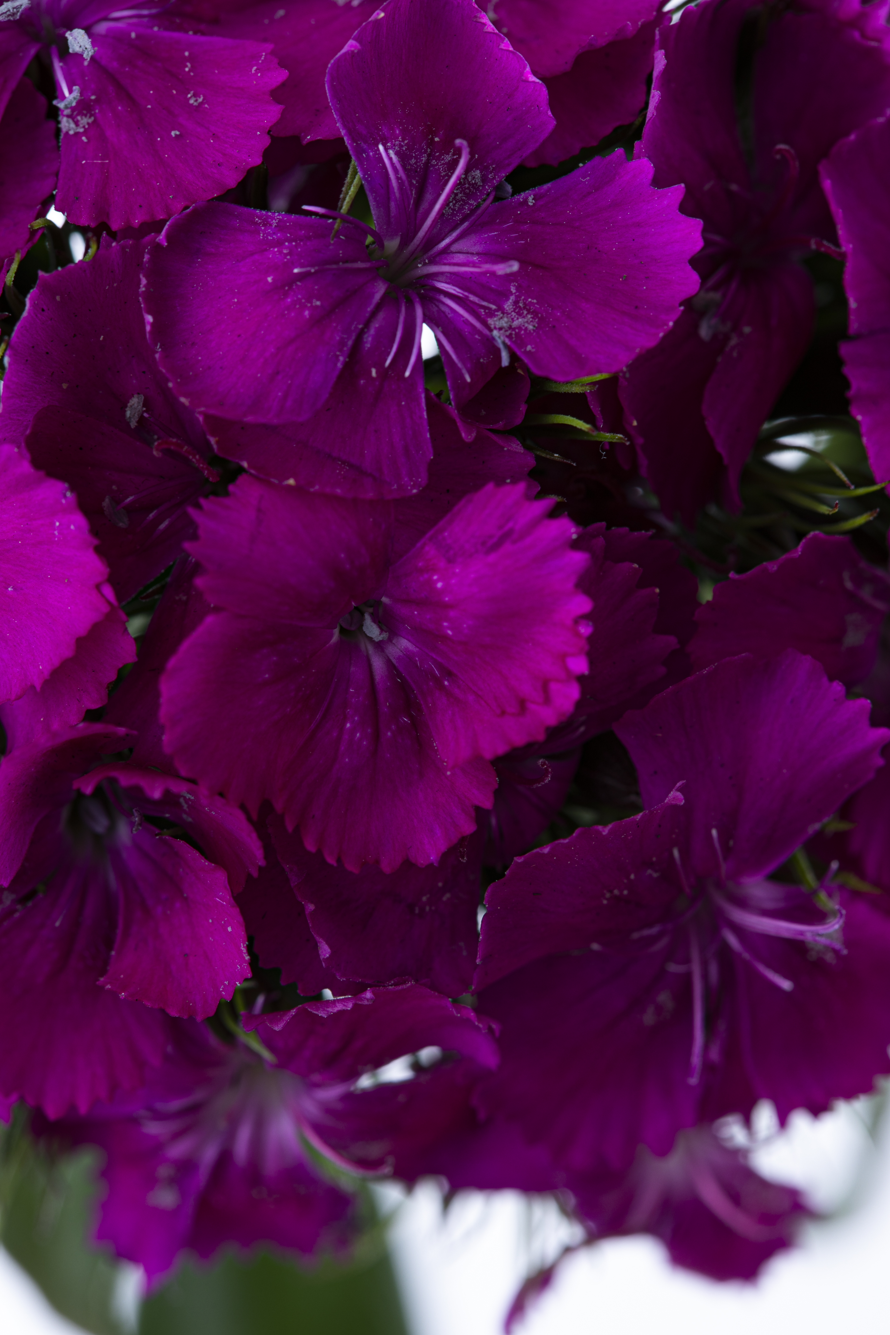 Dianthus Sweet Neon Purple