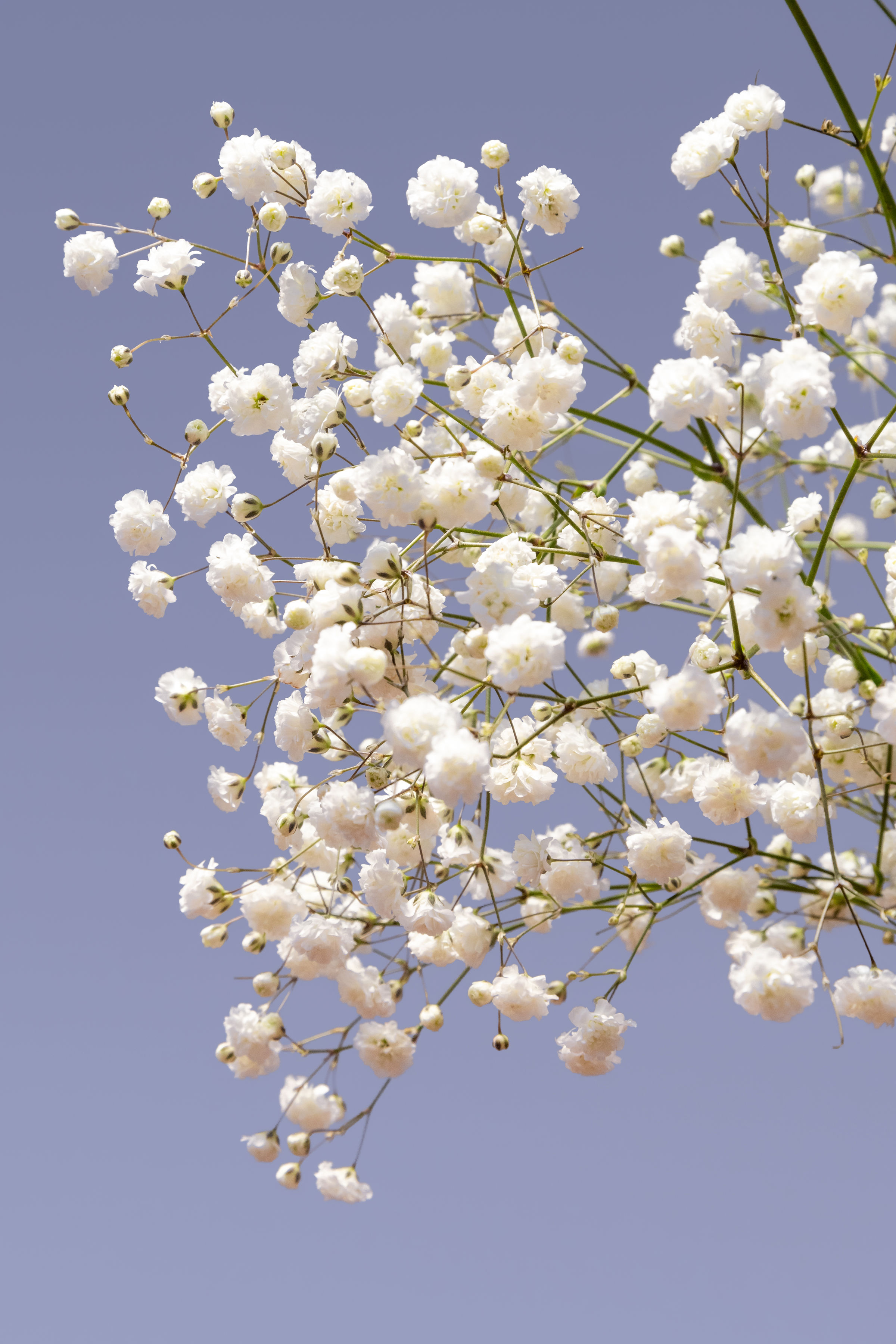 Gypsophila Polar Bear