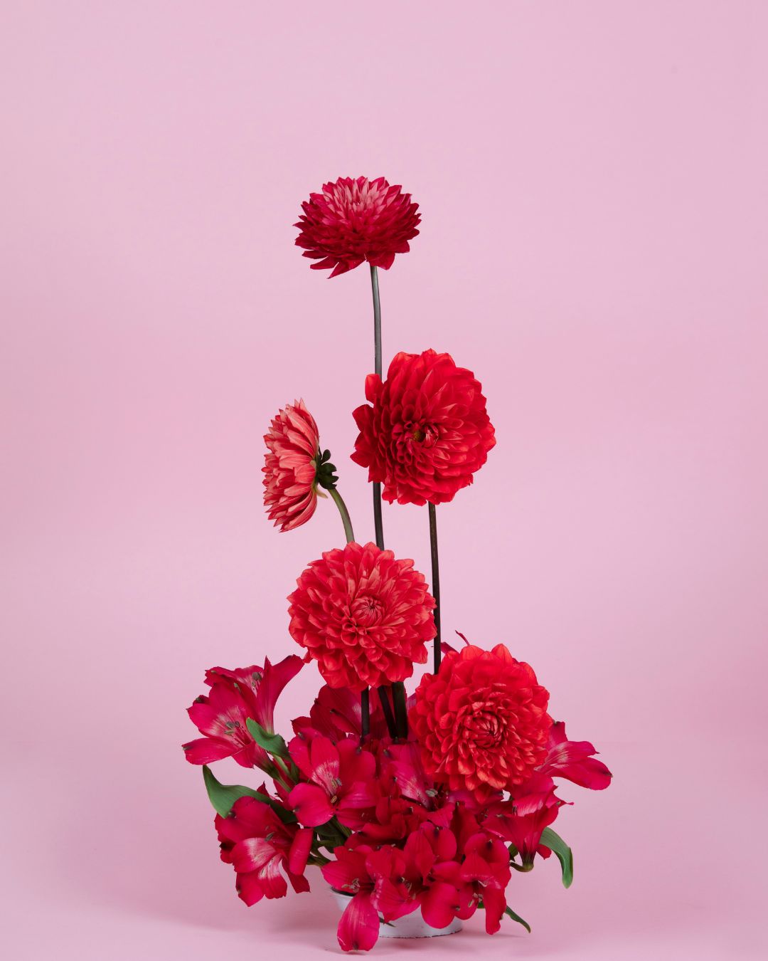 Dahlias